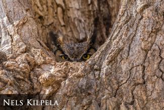 Great horned owl
