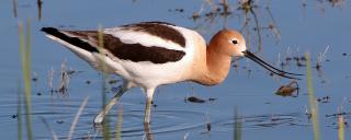 American Avocet