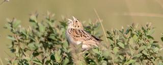 Baird's Sparrow