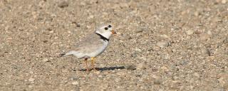 Banded piping plover