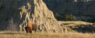 Bison