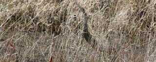 American Bittern