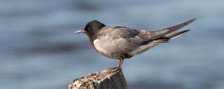 Black Tern