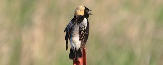 Bobolink