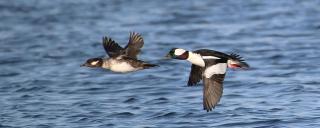 Bufflehead Pair