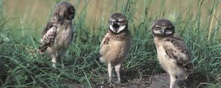 Burrowing Owl Chicks