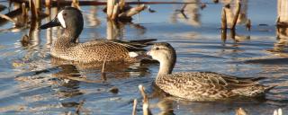 Blue-winged Teals