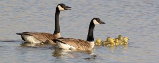 Indirect band recoveries (n = 645) from giant Canada geese (ages