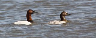 Canvasback Pair