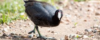 American Coot