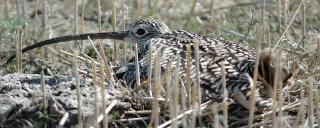 Long-billed Curlew
