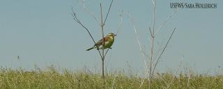 Dickcissel