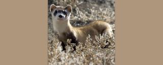 Black-footed Ferret