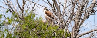 Ferruginous Hawk