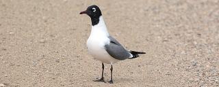 Franklin's Gull