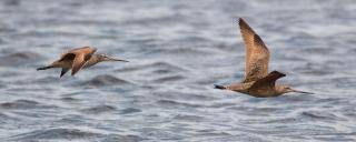 Marbled Godwit