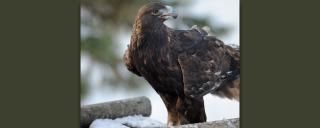 Golden Eagle