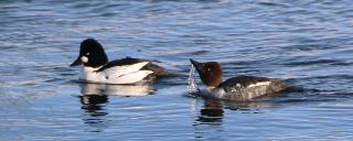 Common Goldeneye Pair