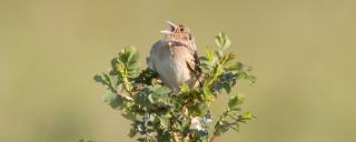 Grasshopper Sparrow