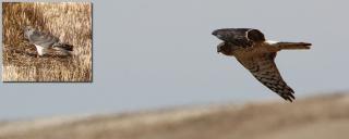 Northern Harrier