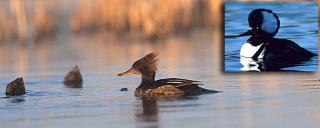 Hooded Merganser