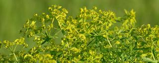 Leafy Spurge