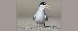 Least Tern