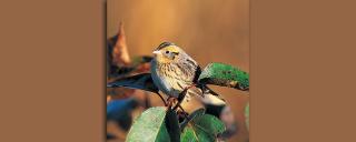 Le Conte's Sparrow