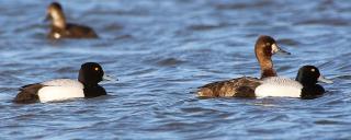 Lesser Scaup Group