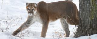 melanistic mountain lion