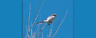Loggerhead Shrike