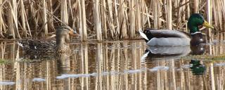 Mallard Pair