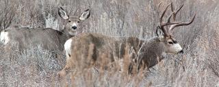 Mule Deer