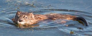 Muskrat