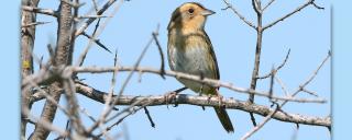 Nelson's Sharp-tailed Sparrow