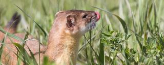 Long-tailed Weasel