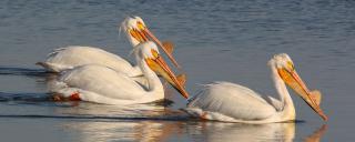 White Pelican