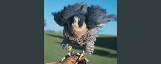 Peregrine Falcon
