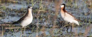 Wilson's Phalarope