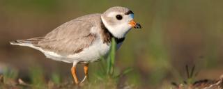 Piping Plover