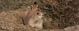 Black-tailed Prairie Dog