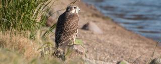 Prairie Falcon