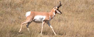 Pronghorn