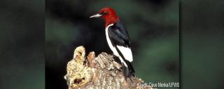 Red-headed Woodpecker