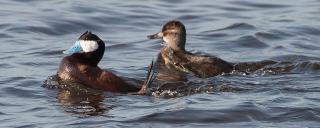 Ruddy Duck Pair