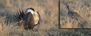 Greater Sage Grouse