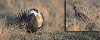 Greater Sage Grouse