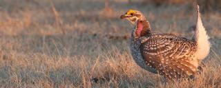 Sharp-tailed Grouse on dancing grounds