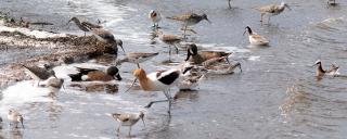 Migrating shorebirds feeding