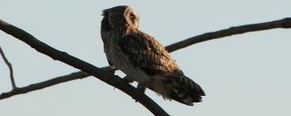 Short-eared Owl